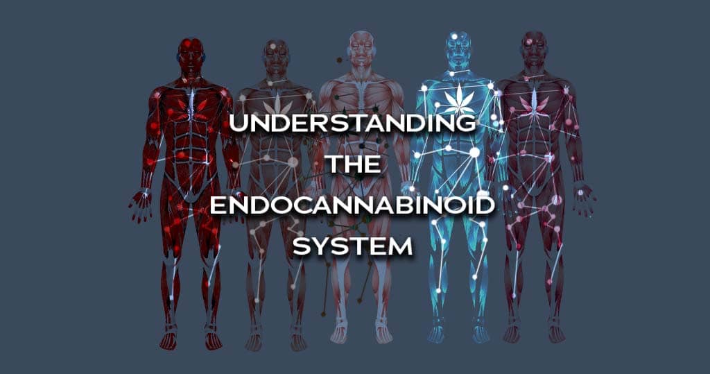 Understanding the Endocannabinoid System Graphic