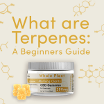 What Are Terpenes: A Beginners Guide