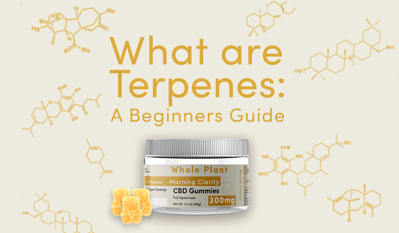 What Are Terpenes: A Beginners Guide